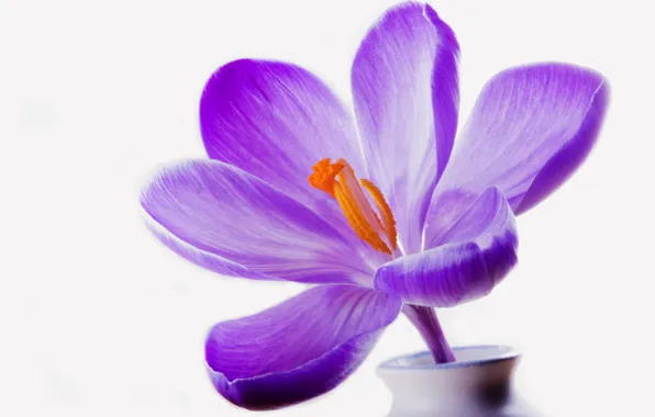 Picture white, background, lilac, Krokus, vase