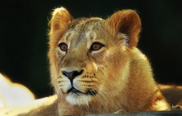 Look, muzzle, Leo, lion, big cat