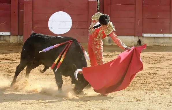 Picture bull, Matador, Korea
