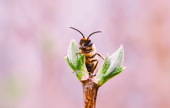 Bee, Plant, Plants, Insect, Flora, Plants, Close-up, Insect