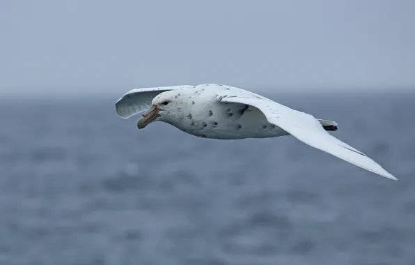 Storm, seascape, seabird, petrel