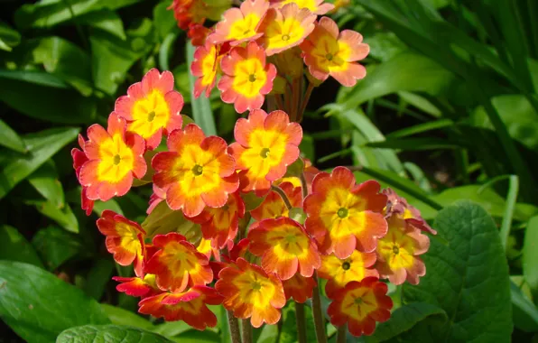 Greens, flower, orange, bright, yellow, spring, flowers, primrose
