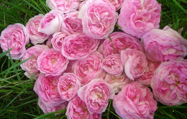 Flowers, rose, lipestki