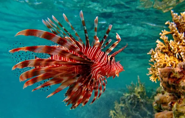 Animal, marine fish, scorpion fish