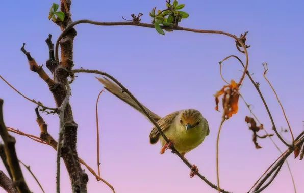 Picture the sky, branch, bird, Shvartsman Evgeny, Prinia