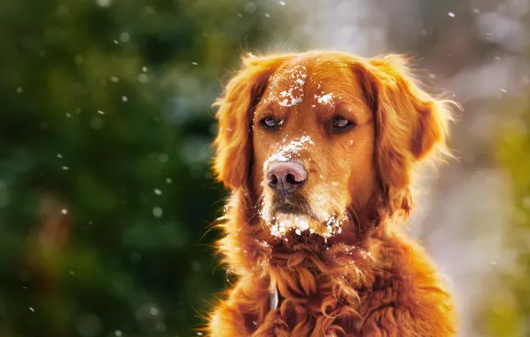Winter, snow, dog