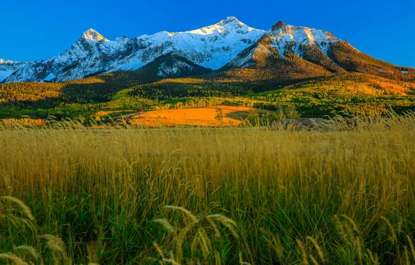 Autumn, grass, mountains, Colorado, USA, Aspen