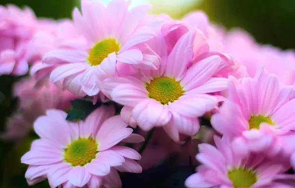 Flowers, pink chrysanthemum, bouquet