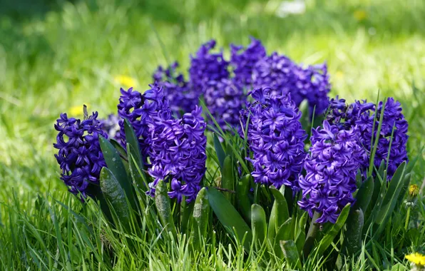 Picture purple, grass, flowers, glade, spring, flowerbed, hyacinths