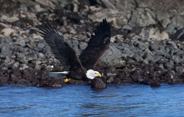 Picture water, bird, flight, eagle