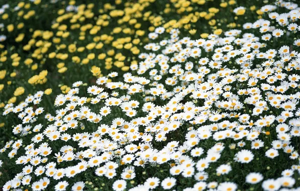 Field, summer, flowers, chamomile, yellow, white