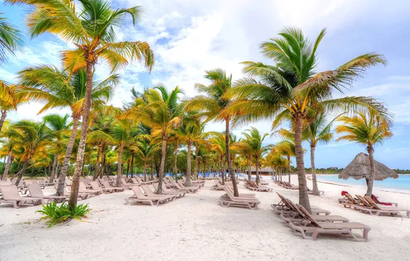 Sand, autumn, beach, tropics, palm trees, sunbeds