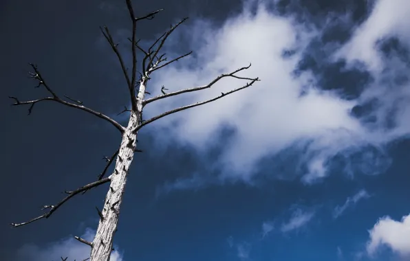 Picture the sky, tree, minimalism