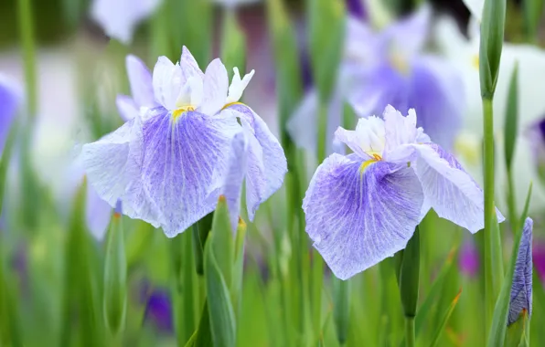 Purple, macro, petals, iris, iris