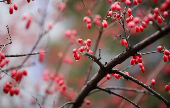 Autumn, drops, branches, berries, Bush, fruit, red, bokeh