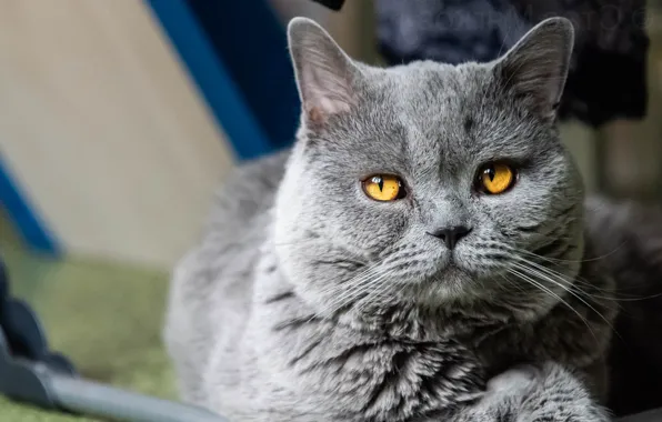 Cat, cat, look, face, grey, background, portrait, fluffy