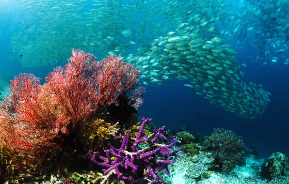 Picture sea, fish, corals, cant, Underwater world