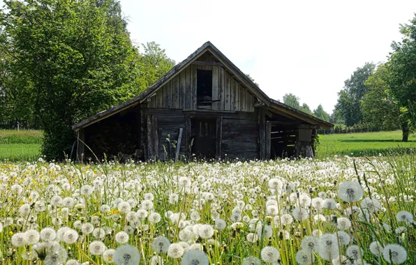 Picture photo, glade, house, dandelions, flowers