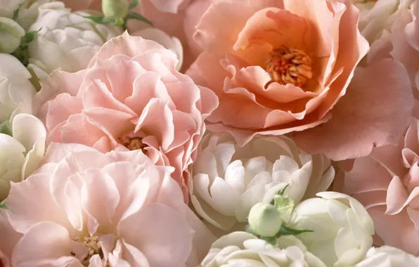 Macro, pink, roses, petals, tea rose