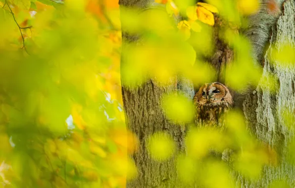 Picture autumn, leaves, branches, yellow, owl, bird, foliage, bokeh