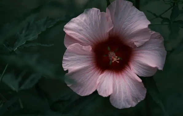 Flower, leaves, macro, pink, hibiscus