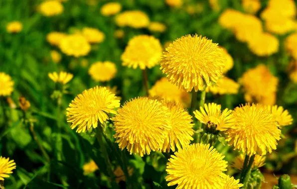 Wallpaper yellow, flowers, glade, spring, dandelion