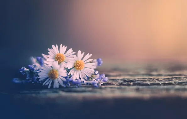 Picture flowers, background, chamomile