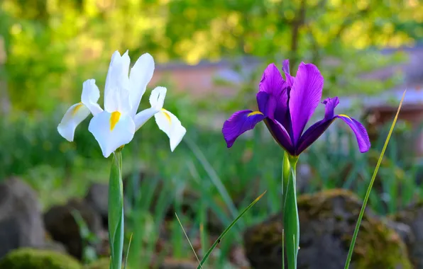 Greens, white, purple, light, flowers, lilac, spring, garden