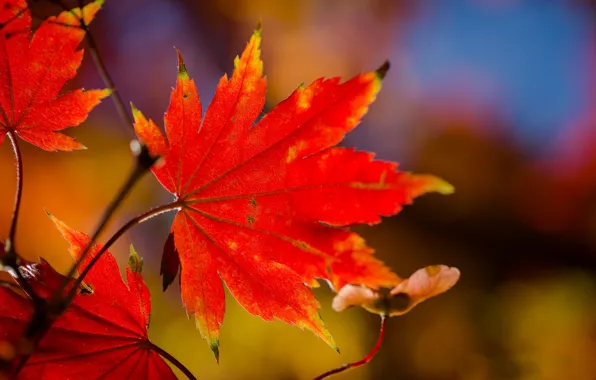 Picture leaves, macro, branch, red, maple, autumn