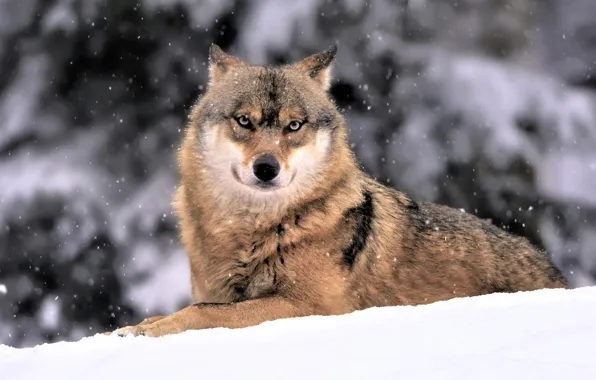 Picture winter, snow, wolf