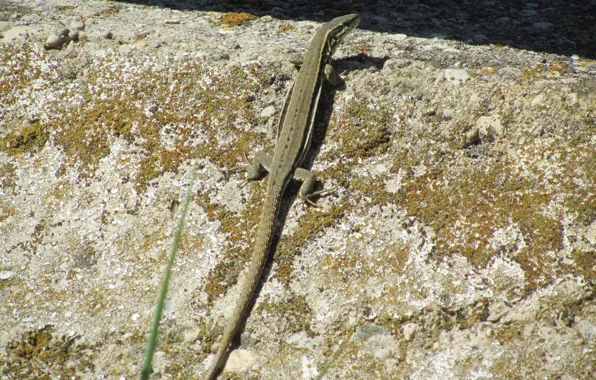 Green, stone, col de rousset, wall lizard