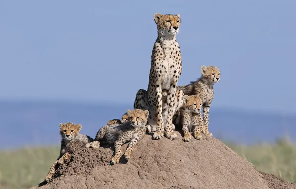 Cats, family, hill, family, cheetahs, cubs