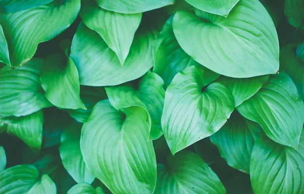 Leaves, green, a lot