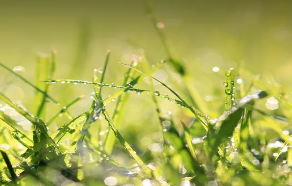 Picture greens, grass, drops