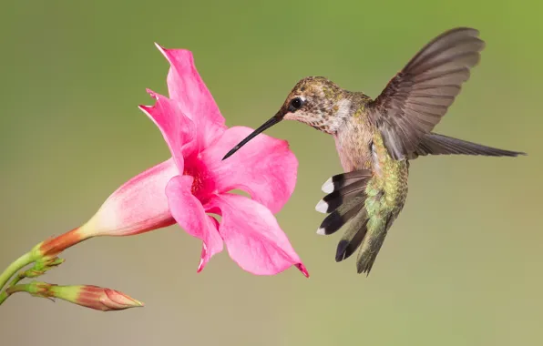 Picture flowers, bird, wings, beak, Hummingbird, Montenegro archilochus