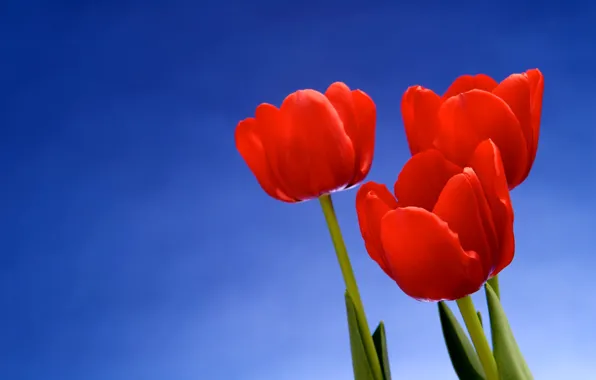 Picture macro, flowers, background, tulips