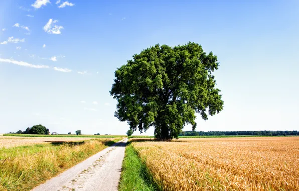 Road, field, clouds, rye, Tree, nature, clouds, tree