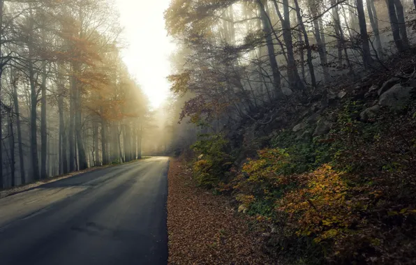 Road, autumn, fog