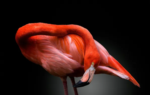 The dark background, bird, Flamingo