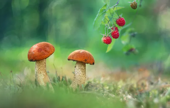 Raspberry, photo, mushrooms