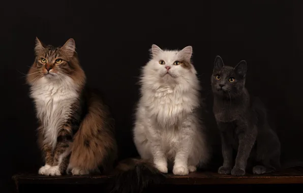 Cat, white, cat, look, cats, pose, the dark background, table