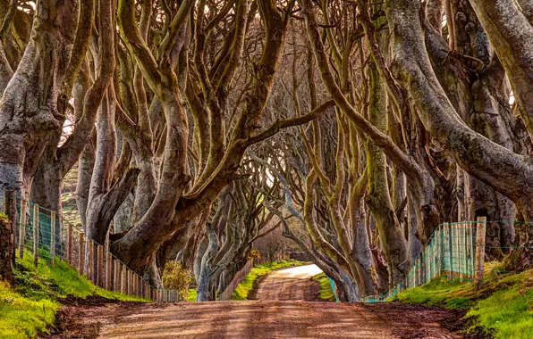 Picture road, trees, nature, alley