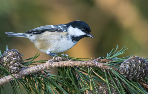 Picture branches, bird, bumps, pine, tit