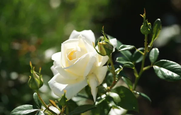 Picture leaves, rose, petals, Bud, flowering