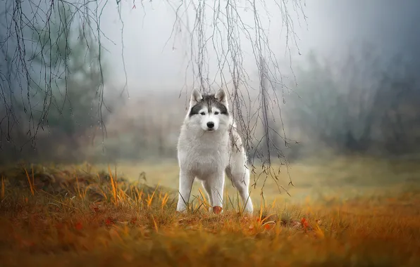 Picture autumn, grass, look, branches, nature, fog, dog, husky
