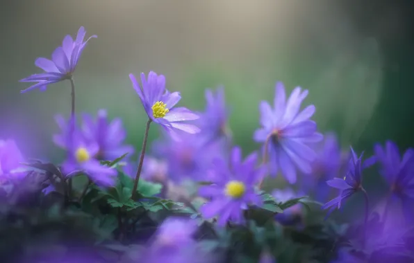 Purple, spring, vetrennitsa