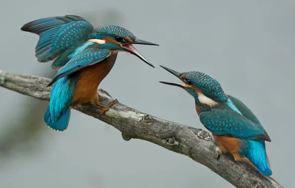 Picture birds, two, branch, Kingfisher, fight