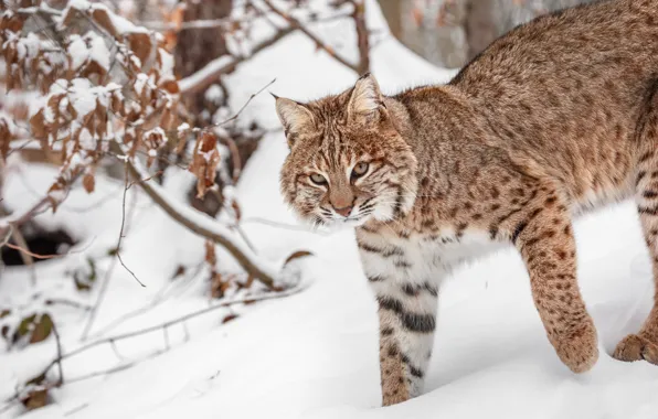 Winter, look, snow, nature, pose, lynx, face