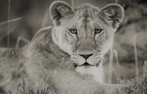 Lion, Africa, Black and White, Kenya, Wildlife, Big Cat, predator (Animal), Maasai Mara National Reserve