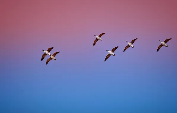 The sky, nature, bird, duck, glow